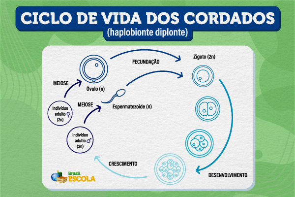 Esquema ilustrativo do ciclo de vida dos cordados.