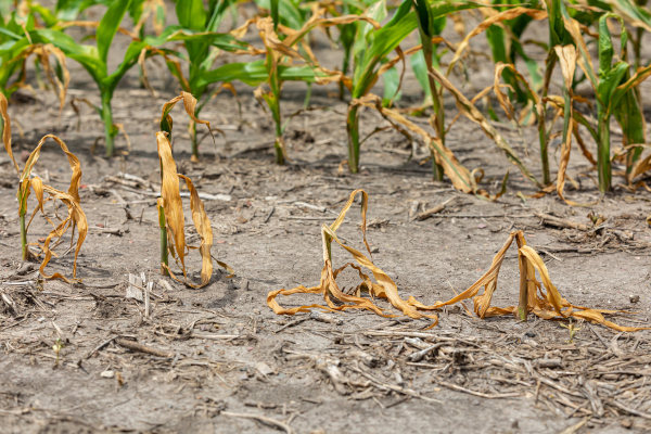 Consequências da estiagem: o ressecamento dos solos e a perda de lavouras agrícolas.