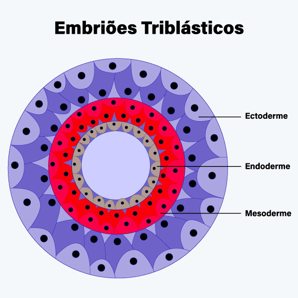 Círculo com três camadas representando os embriões triblásticos dos cordados.