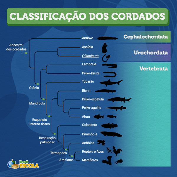 Classificação dos cordados.