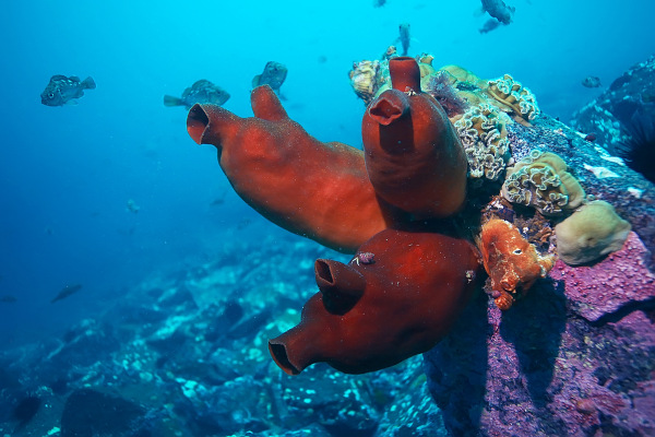 Anfioxo, exemplo de cordado do tipo cefalocordado. Ascídias fixadas em um coral, exemplo de cordado do tipo urocordado.