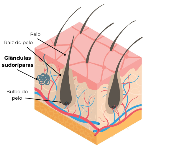Imagem mostrando a camada da pele onde se encontram as glândulas sudoríparas.
