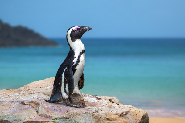 Pinguim-africano, uma das espécies de pinguim.