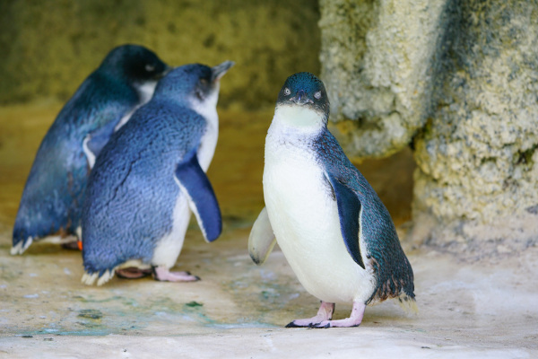 Pinguim-azul, uma das espécies de pinguim.
