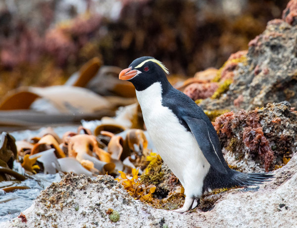 Pinguim-das-Snares, uma das espécies de pinguim.