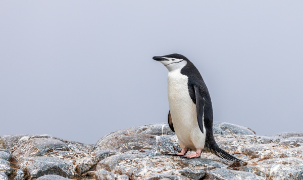 Pinguim-de-barbicha, uma das espécies de pinguim.