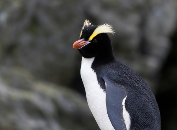 Pinguim-de-crista-ereta, uma das espécies de pinguim.