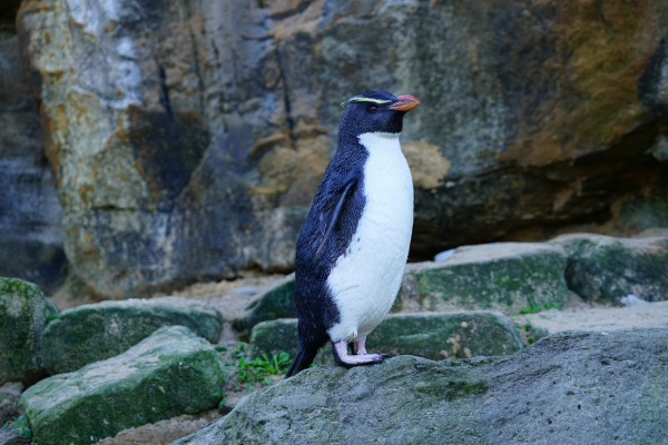Pinguim-de-Fiordland, uma das espécies de pinguim.