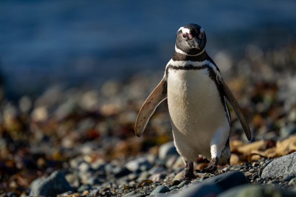Pinguim-de-Magalhães, uma das espécies de pinguim.