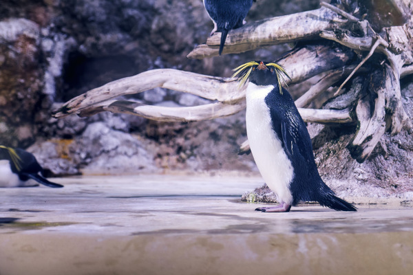 Pinguim-de-Moseley, uma das espécies de pinguim.