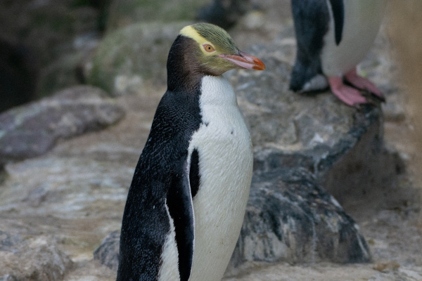 Pinguim-de-olho-amarelo, uma das espécies de pinguim.