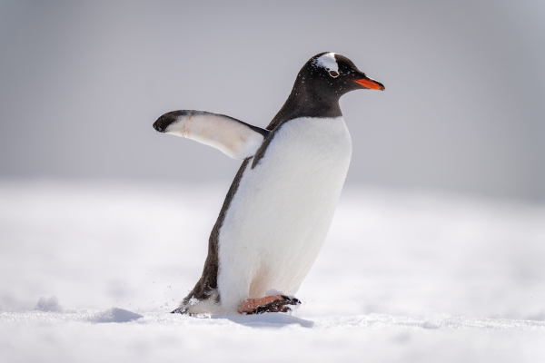 Pinguim-gentoo, uma das espécies de pinguim.
