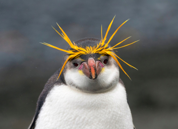 Pinguim-real, uma das espécies de pinguim.