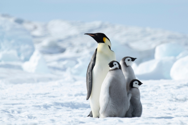 Pinguins na Antártida (ou Antártica). 