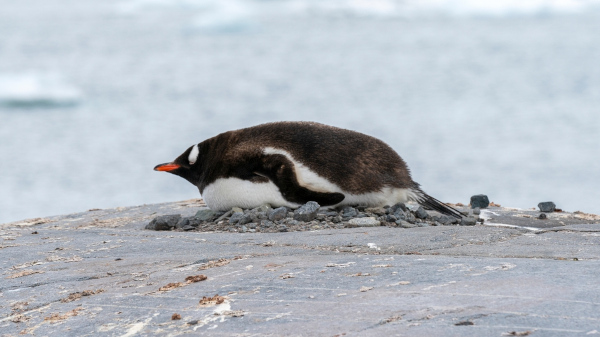 Pinguim em ninho construído durante o período de reprodução.
