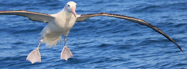 Albatroz-errante (Diomedea exulans)