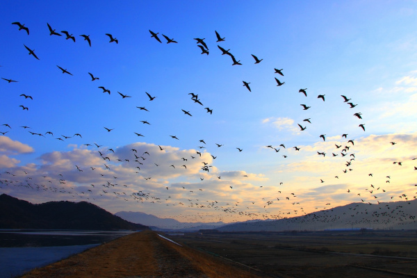 Aves migratórias viajando juntas para outras regiões. 