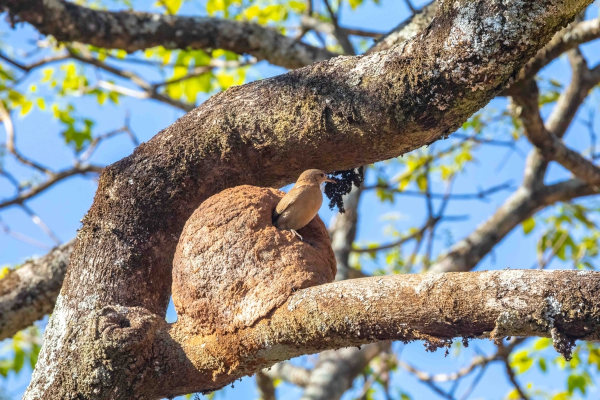 João-de-barro (Furnarius rufus), uma ave brasileira.