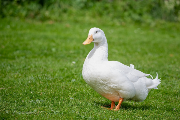 Pato doméstico (Anas platyrhynchos domesticus), , um tipo de ave da ordem Anseriforme.