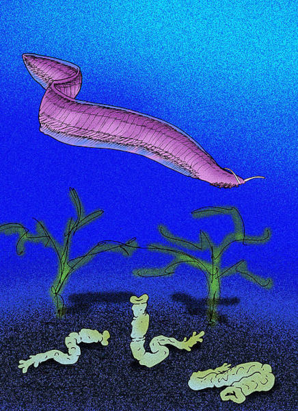 Pikaia gracilens, o ancestral dos cordados e exemplo de animal que integrou a fauna do Período Cambriano.