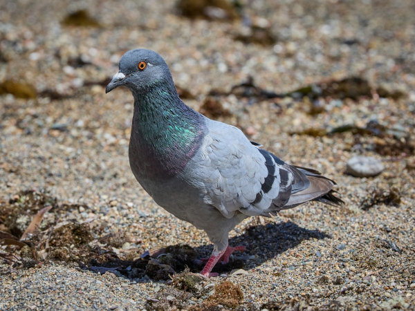 Pombo-comum (Columba livia).