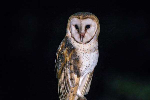 Suindara (Tyto furcata), coruja do grupo Strigiforme.