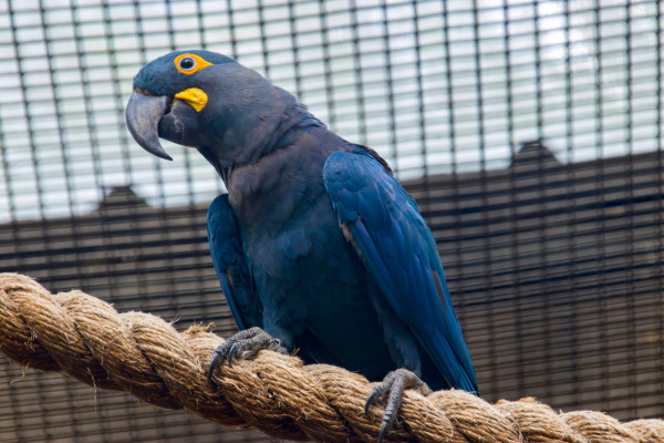 Arara-azul-do-lear, um dos animais mais visados pelos traficantes de animais no Brasil. 