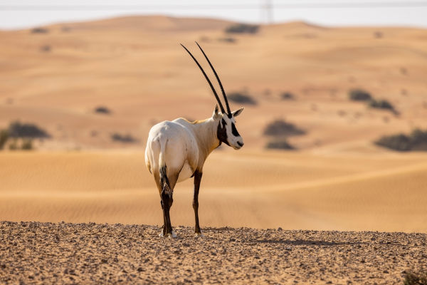 Órix-da-arábia, o animal nacional do Catar.