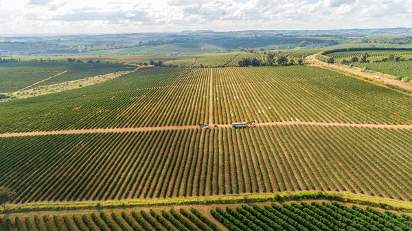 Vista aérea de plantação de café na Região Sudeste.