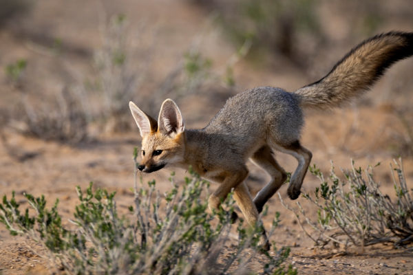 Raposa de Rüppel em vegetação seca evidenciando a fauna e a flora.