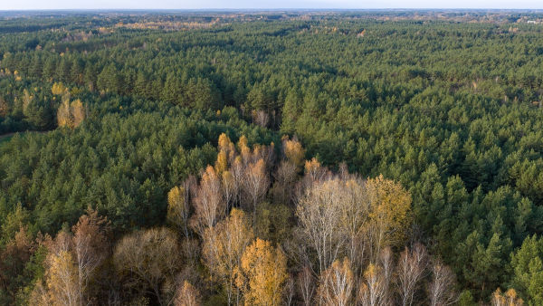Vista aérea de uma floresta conífera, vegetação presente no norte da Eurásia.