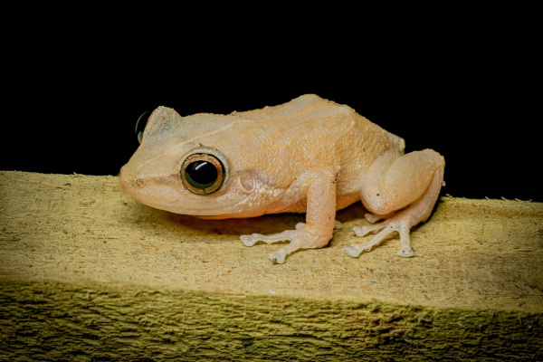 Coquí, o animal nacional de Porto Rico.
