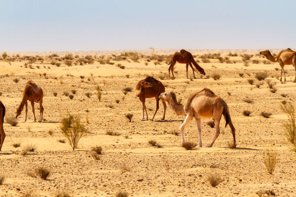 Animais no deserto exemplificando a fauna e a flora.