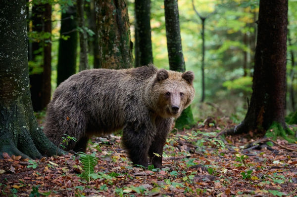 Urso na vegetação da floresta temperada exemplificando a fauna e a flora.