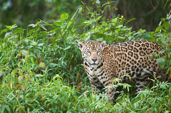 Onça-pintada na vegetação evidenciando a fauna e a flora do Pantanal.