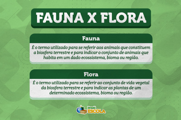 Imagem explicando o que são a fauna e a flora. 