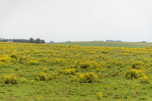 Plantas arbustivas e gramíneas evidenciando a flora do Pampa, que se difere da fauna.