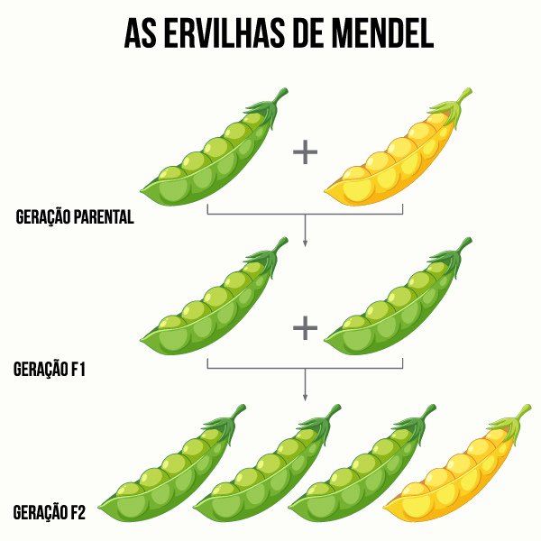 Pares de ervilhas em esquema ilustrativo que explica os padrões de hereditariedade de Mendel.
