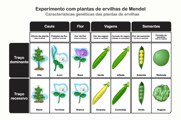 Quadro com características das plantas de ervilhas usadas no experimento de Mendel sobre hereditariedade.