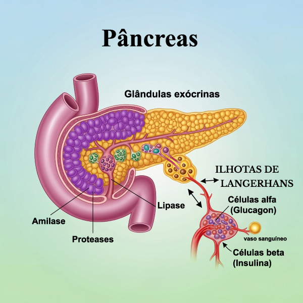 Anatomia do pâncreas. 