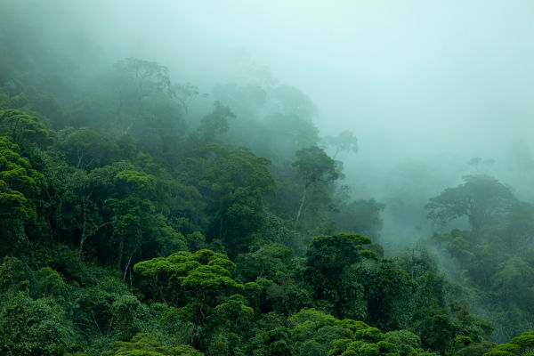 Floresta Amaz&ocirc;nica, local &uacute;mido no qual se formam os rios voadores. [imagem_principal]