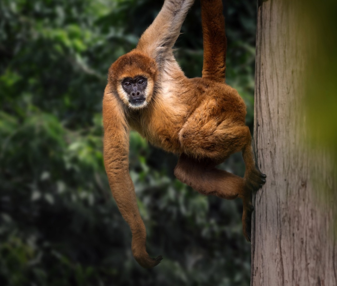 Muriqui