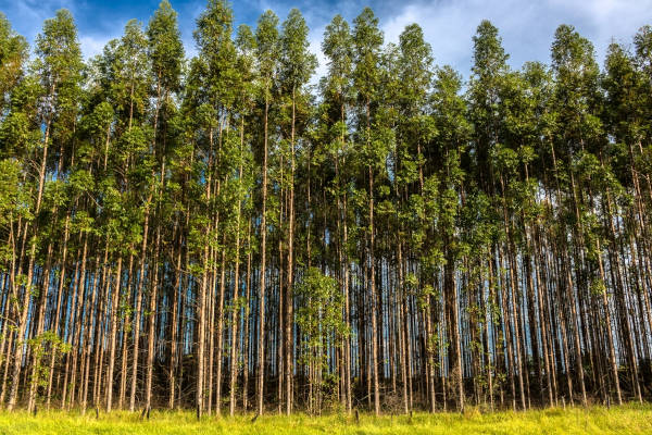 Floresta de eucalipto, um exemplo de reflorestamento com objetivo comercial.