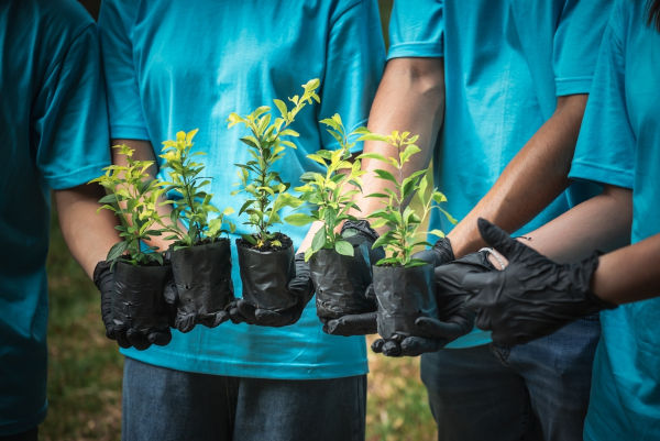 Pessoas segurando mudas de planta reunidas para fazer o reflorestamento. 