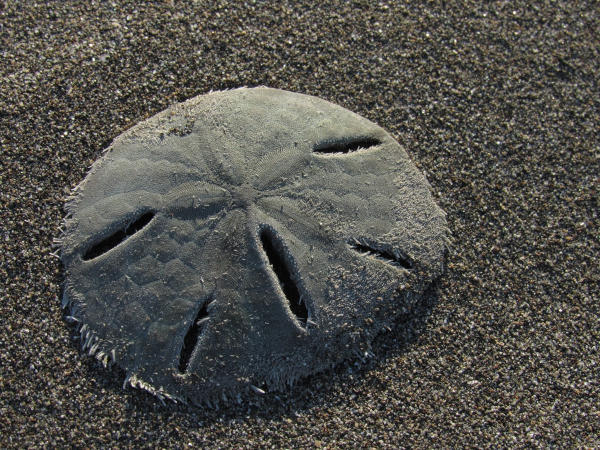 Bolacha-da-praia (Mellita quinquiesperforata), um dos animais marinhos.