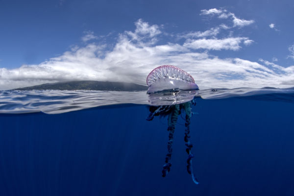Caravela-portuguesa (Physalia physalis), um dos animais marinhos.