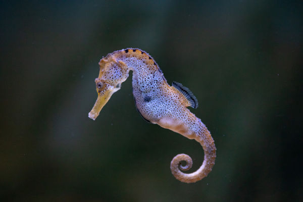 Cavalo-marinho (Hippocampus hippocampus), um dos animais marinhos.