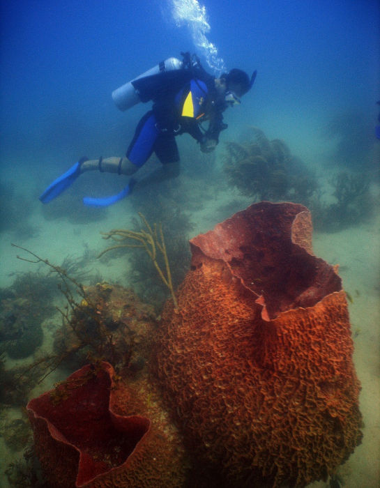 Esponja-barril (Xestospongia muta), um dos animais marinhos.