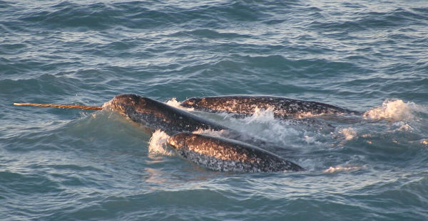Narval (Monodon monoceros), um dos animais marinhos.