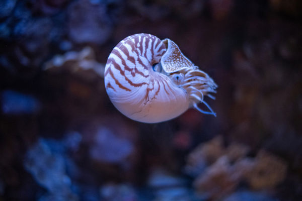 Náutilo (Nautilus pompilius), um dos animais marinhos.